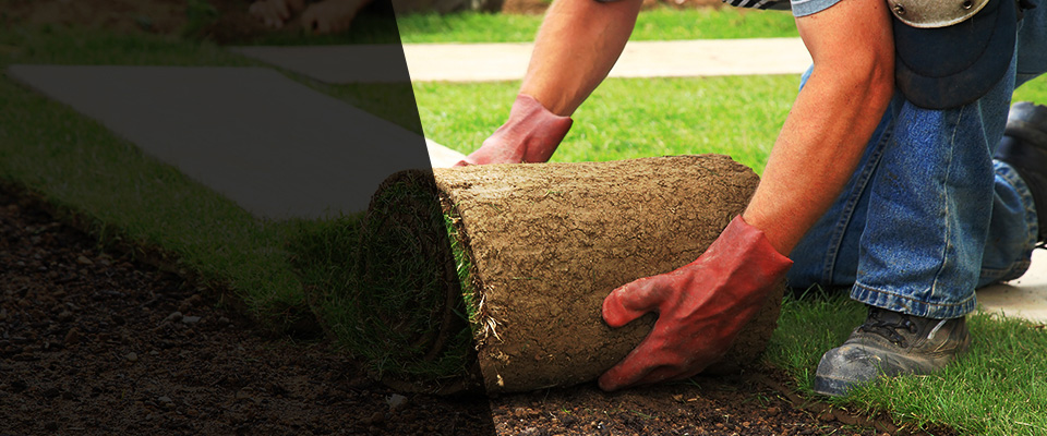 Tarzana Landscapers